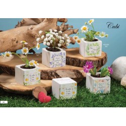 CUBI CON TERRA E SEMI